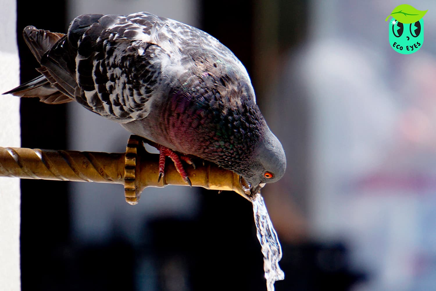 ecoeyes_pigeon_drinks_water_sarajevo_SPACEBAR_Hero_b92d53e6f6.jpg
