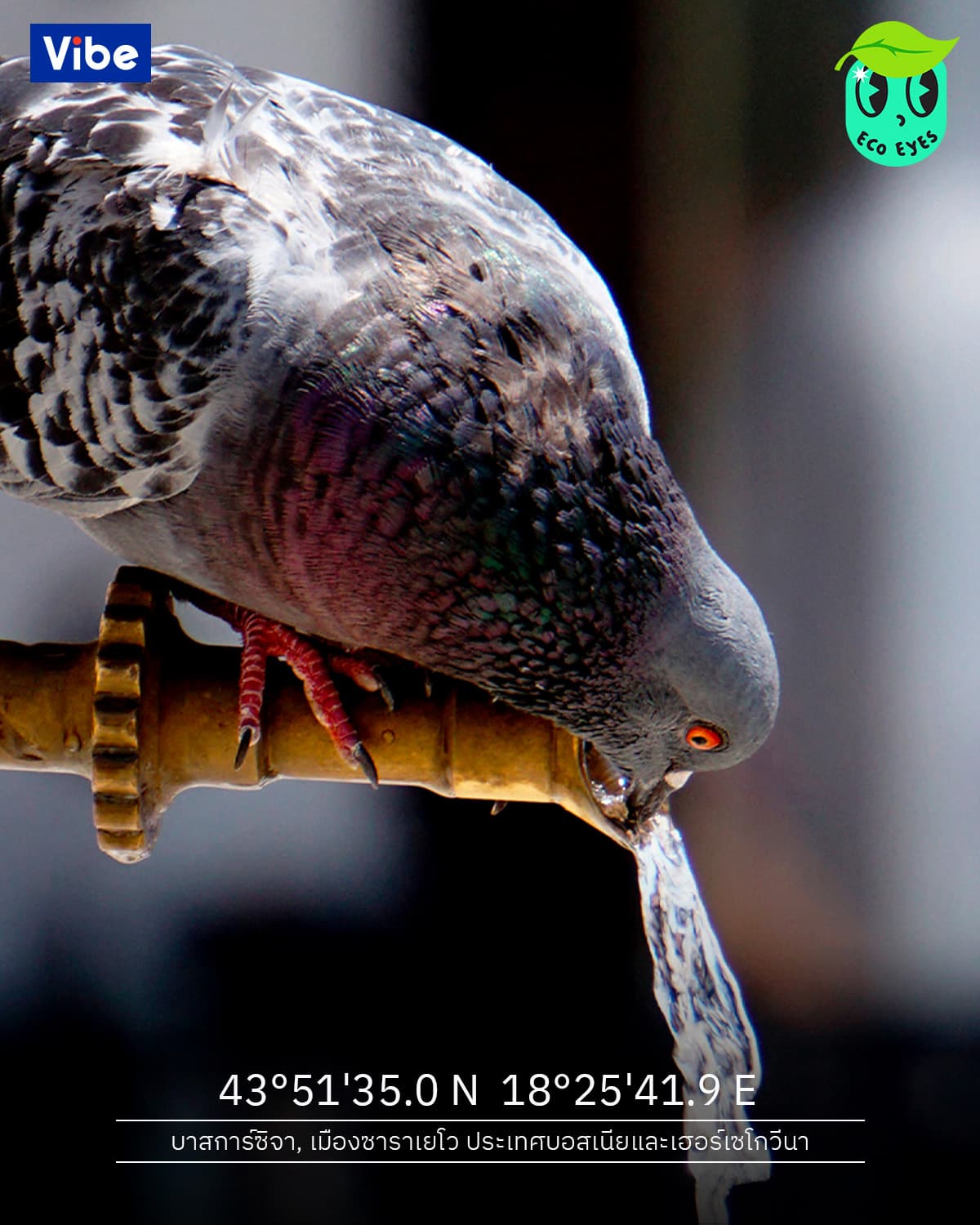 ecoeyes_pigeon_drinks_water_sarajevo_VIBE_FB_Post_870cbc559f.jpg