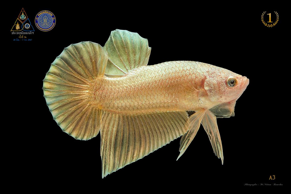 economic-business-thai-beautiful-fish-fighting-export-SPACEBAR-Photo01.jpg