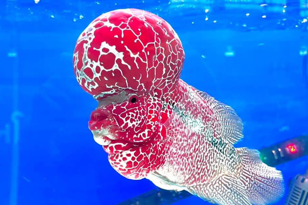 economic-business-thai-beautiful-fish-fighting-export-SPACEBAR-Photo02.jpg