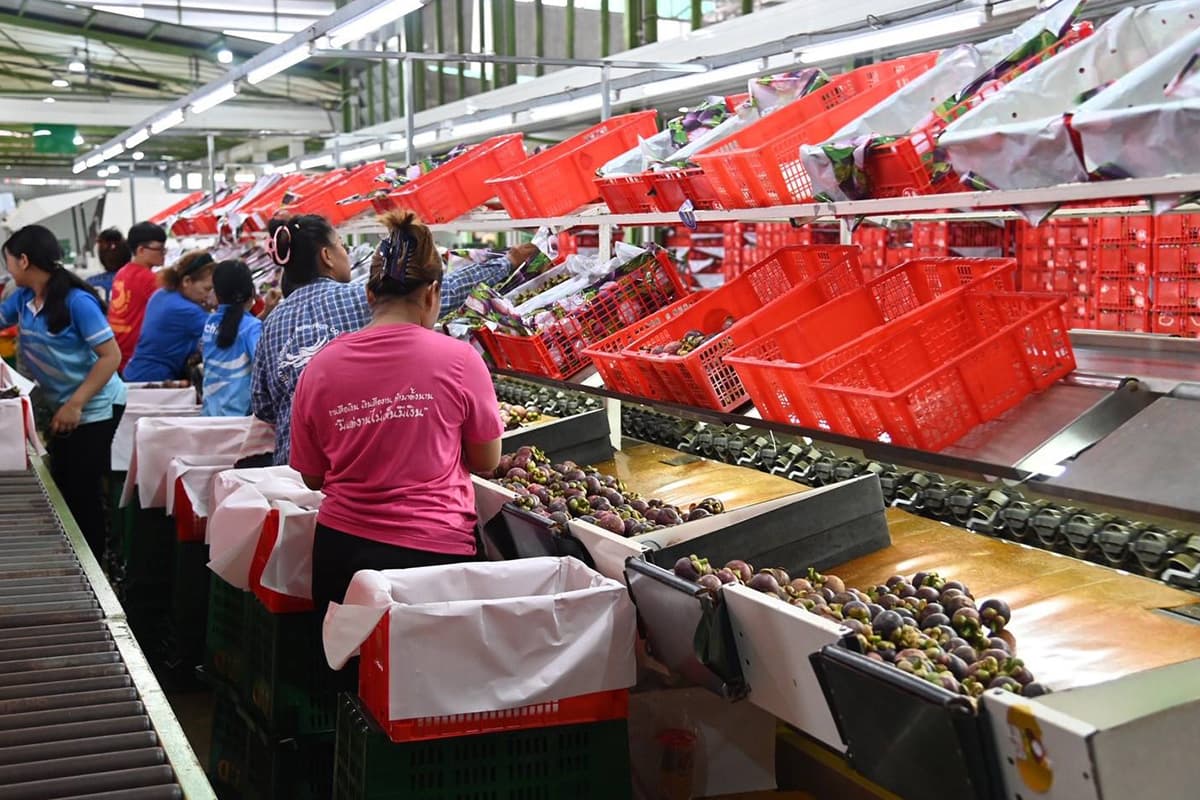 economic-business-thai-commerce-private-mangosteen-price-SPACEBAR-Photo01.jpg