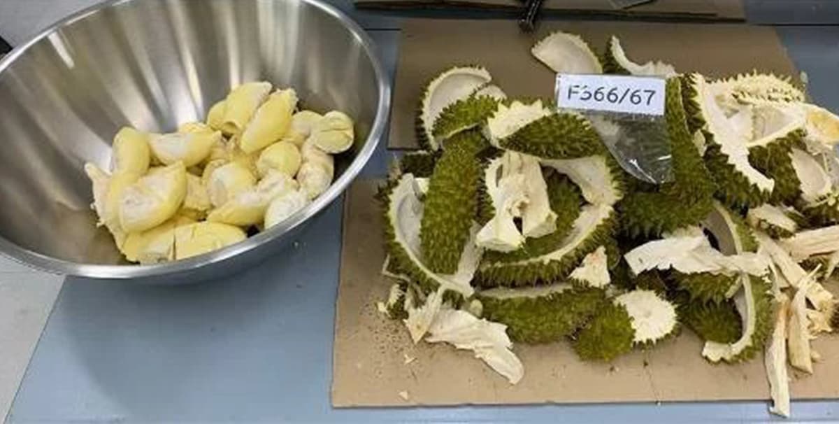 economic-business-thai-durian-export-lab-SPACEBAR-Photo01.jpg