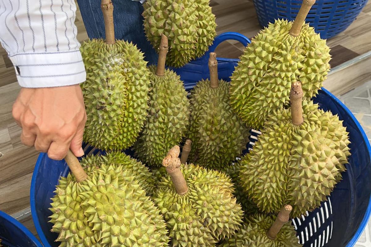 economic-business-thai-durian-production-SPACEBAR-Photo01.jpg