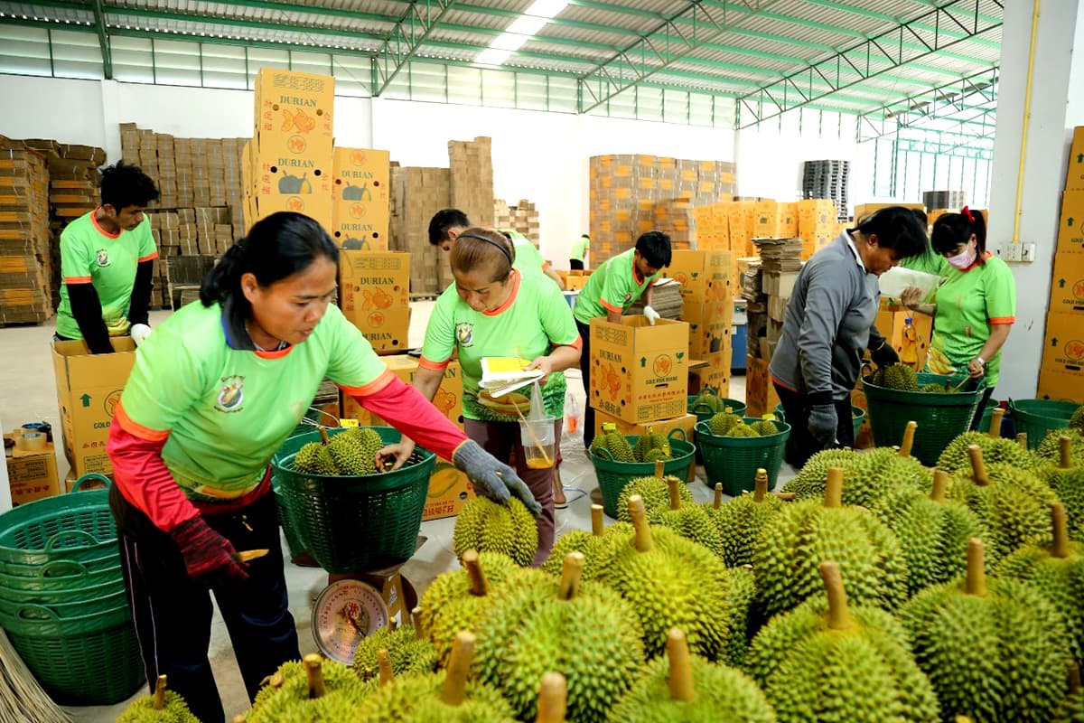 economic-business-thai-durian-products-agricultural-SPACEBAR-Photo01.jpg