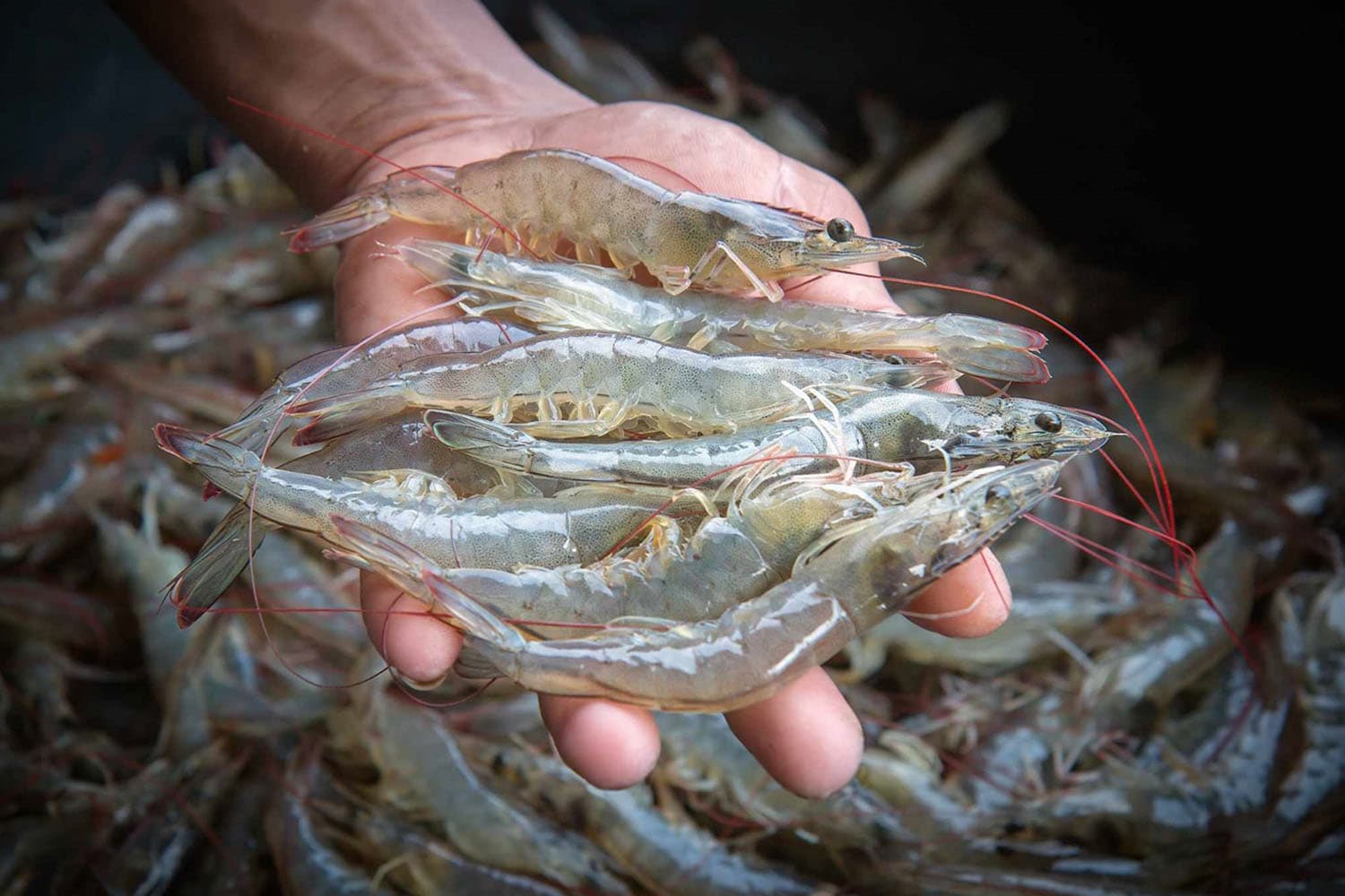 เลี้ยงกุ้งขาวแวนนาไม ได้เปรียบทั้งคุณภาพและความปลอดภัย