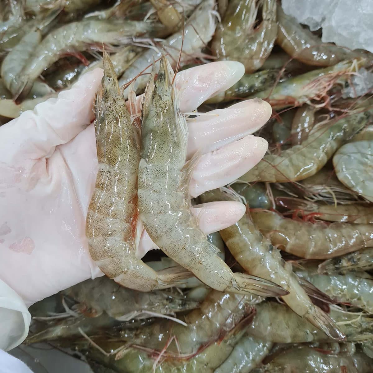 economic-business-thai-gap-white-shrimp-SPACEBAR-Photo02.jpg