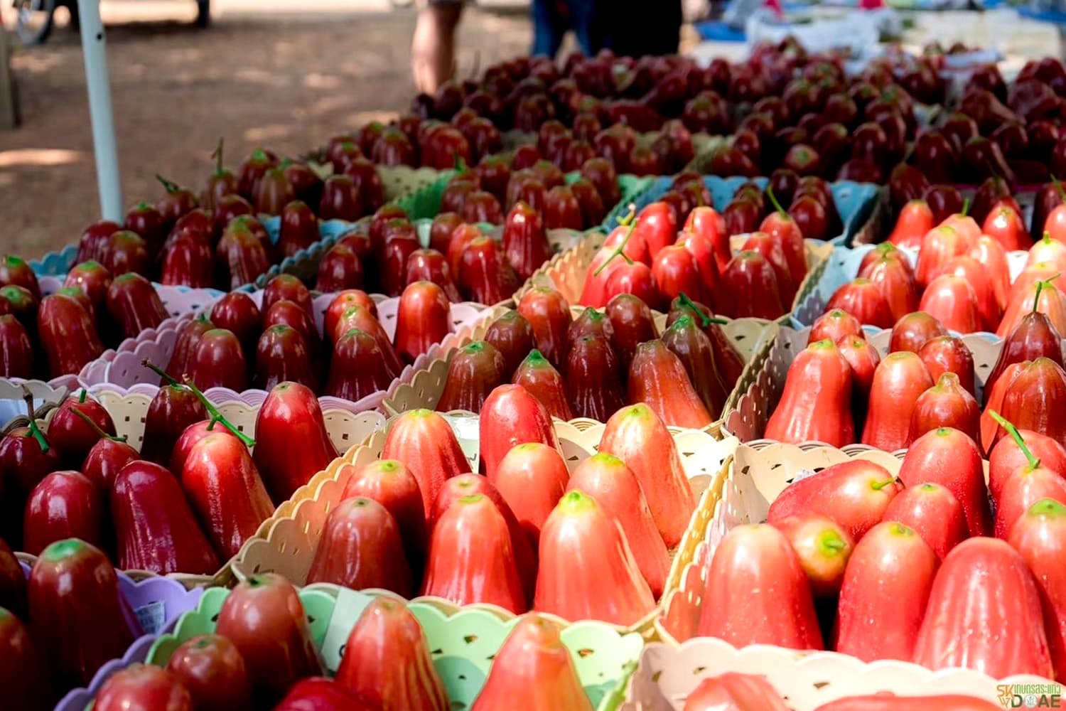 ของดีจังหวัดสระแก้ว ‘ชมพู่คลองหาด’ GI น้องใหม่