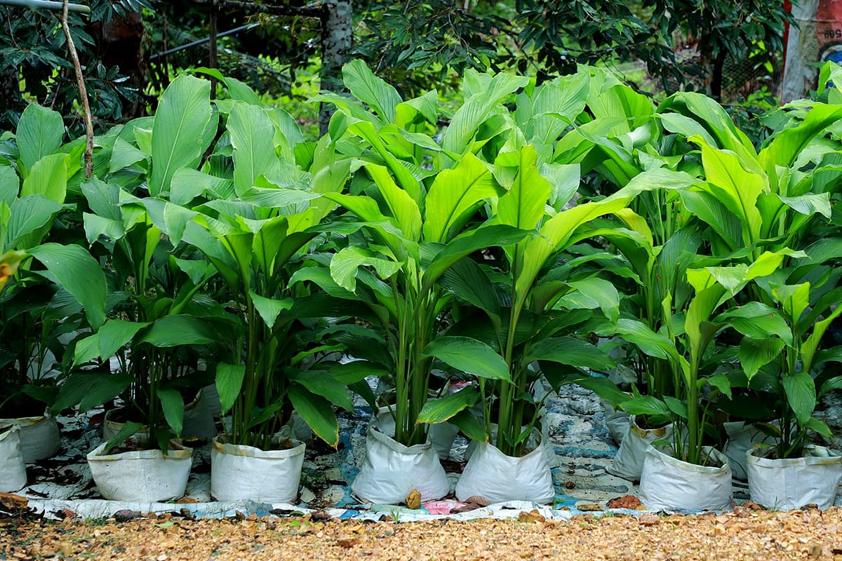 economic-business-thai-herbal-innovation-turmeric-SPACEBAR-Photo01.jpg