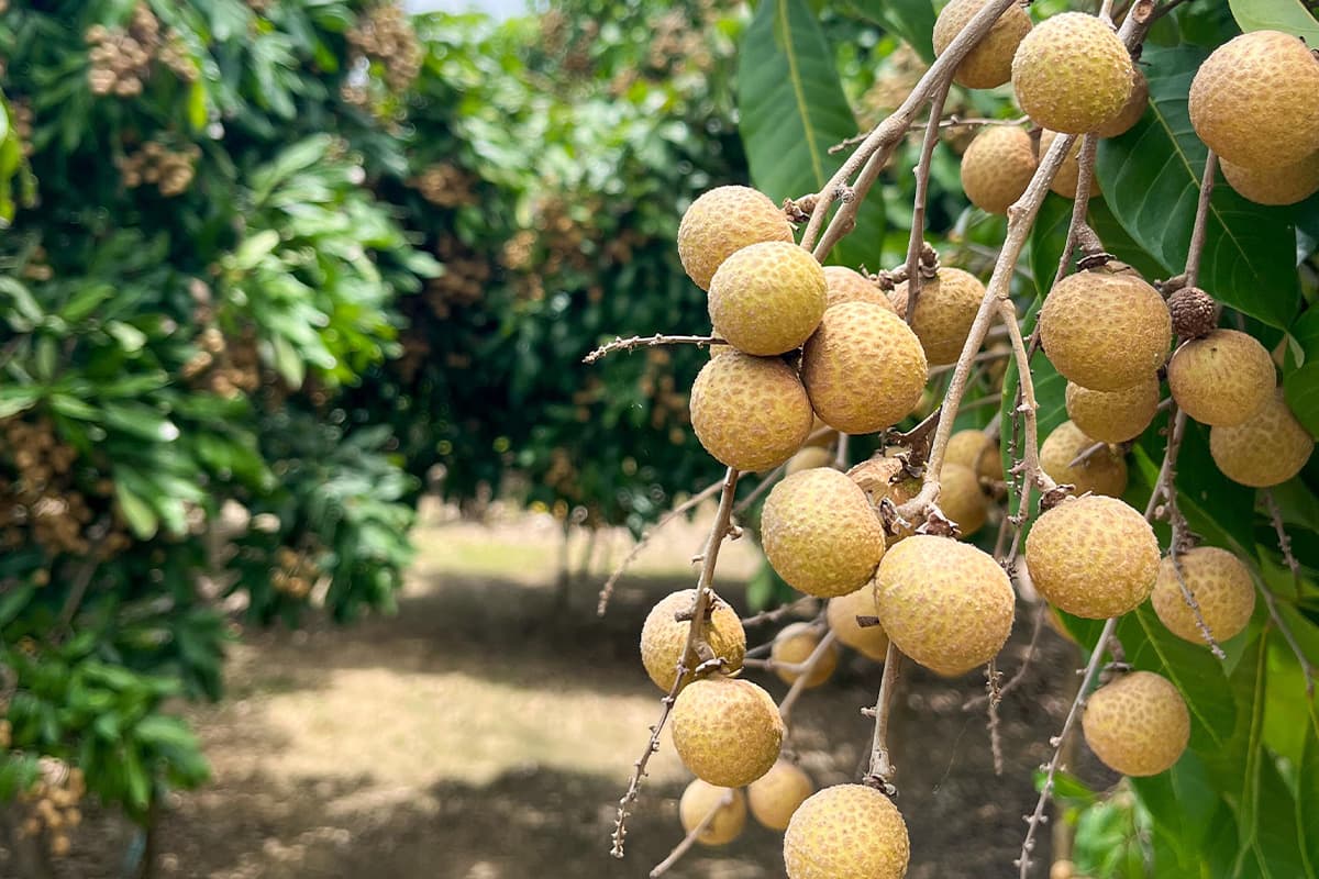 economic-business-thai-longan-season-SPACEBAR-Photo02.jpg