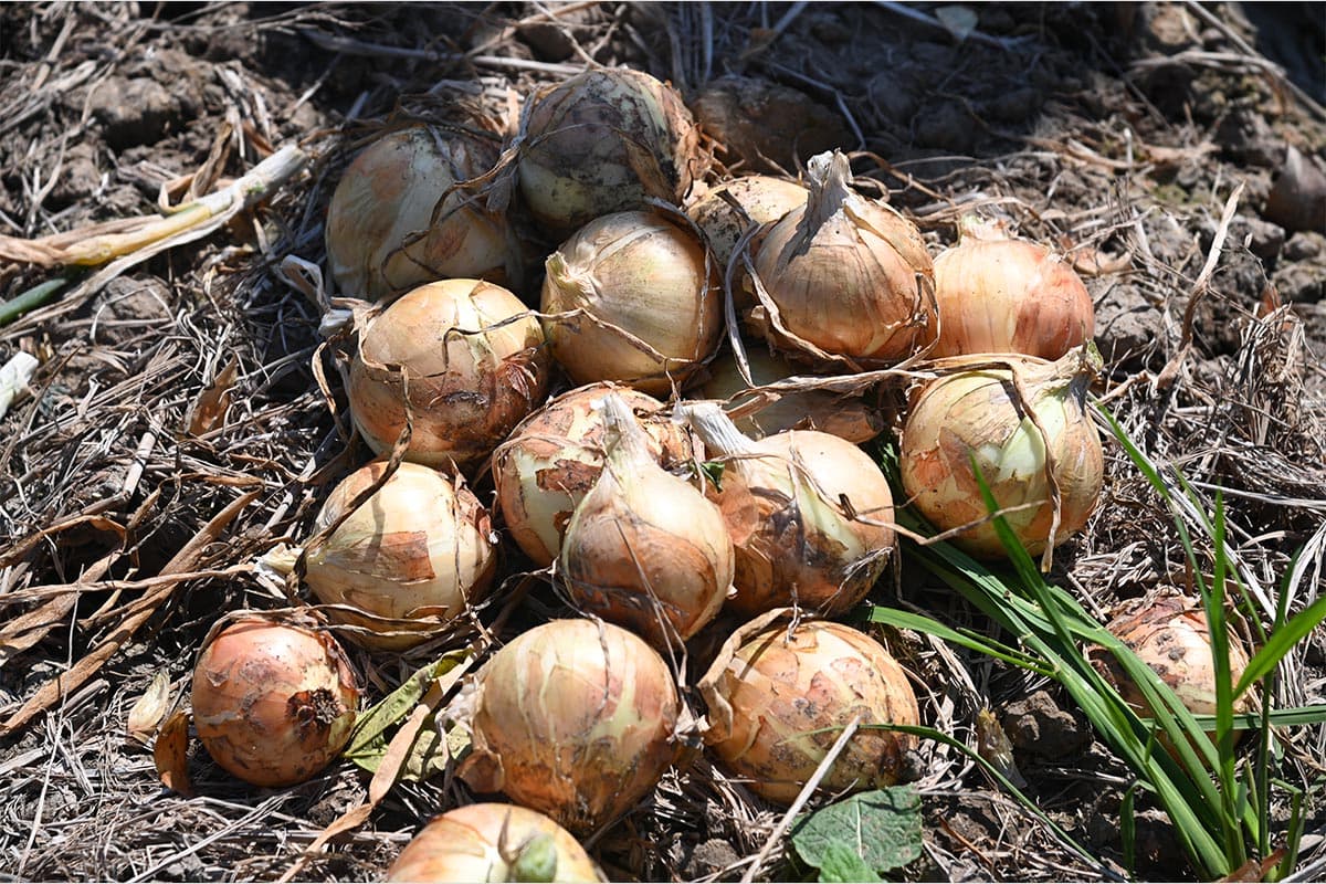 economic-business-thai-onions-SPACEBAR-Photo01.jpg