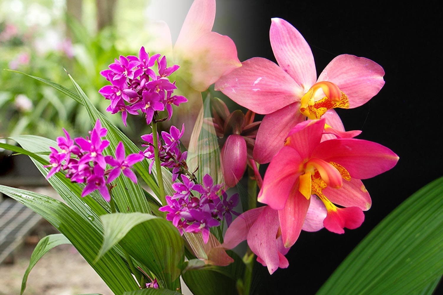 อวดโฉมกล้วยไม้ดินใบหมาก 2 พันธุ์ใหม่ 2 สี 2 ขนาด