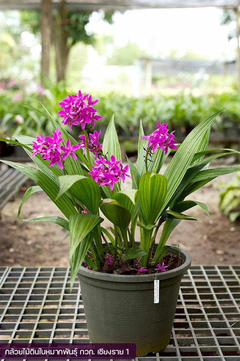 economic-business-thai-orchid-SPACEBAR-Photo V01.jpg