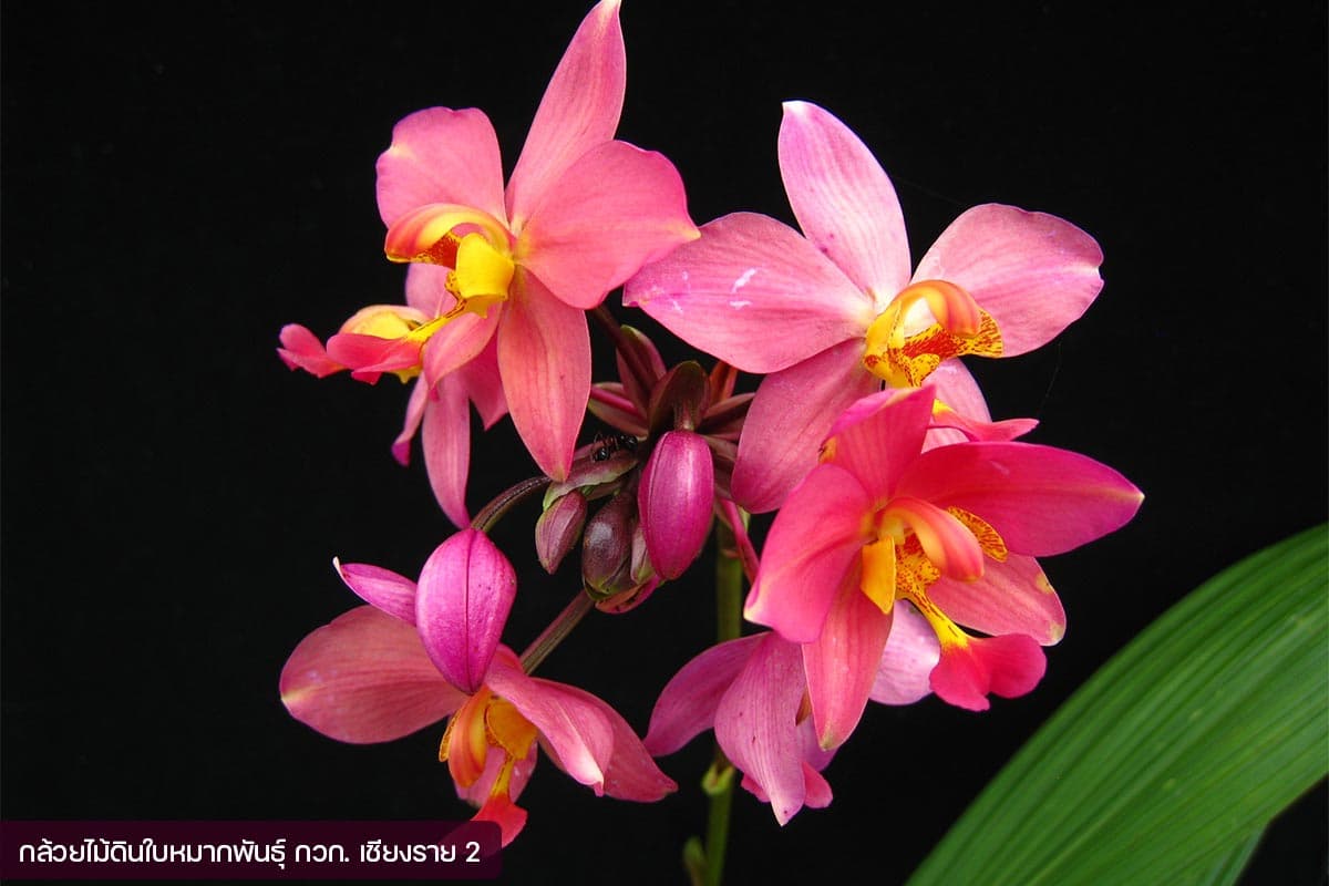 economic-business-thai-orchid-SPACEBAR-Photo02.jpg