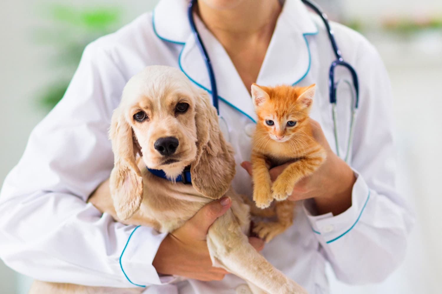 Pet Economy โตแรง คนไทยทุ่มดูแลสุขภาพสัตว์เลี้ยงเหมือนคนในครอบครัว