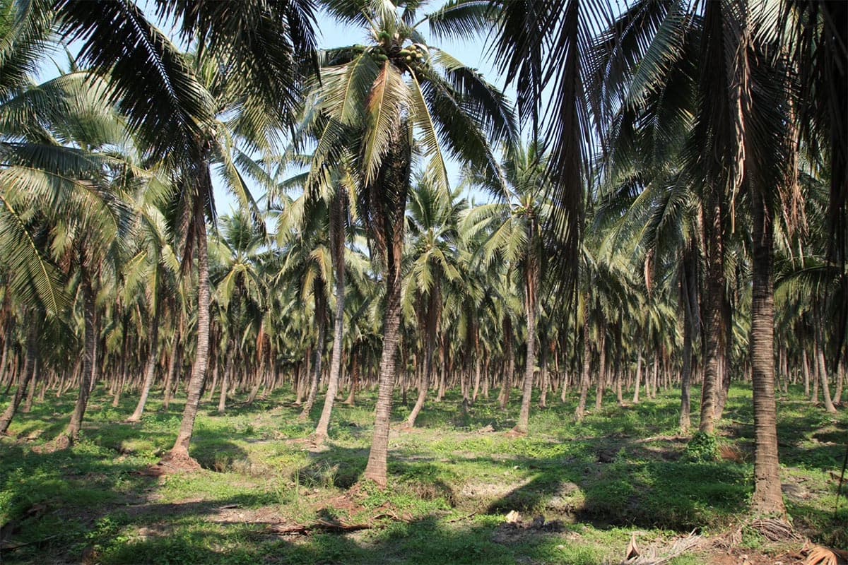economic-business-thai-price-fragrant-coconut-SPACEBAR-Photo01.jpg