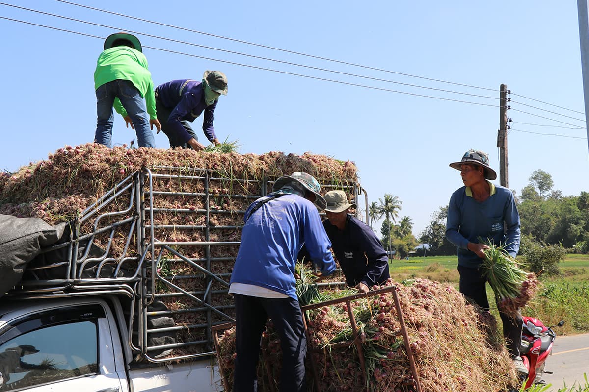 economic-business-thai-shallot-campaign-SPACEBAR-Photo01.jpg
