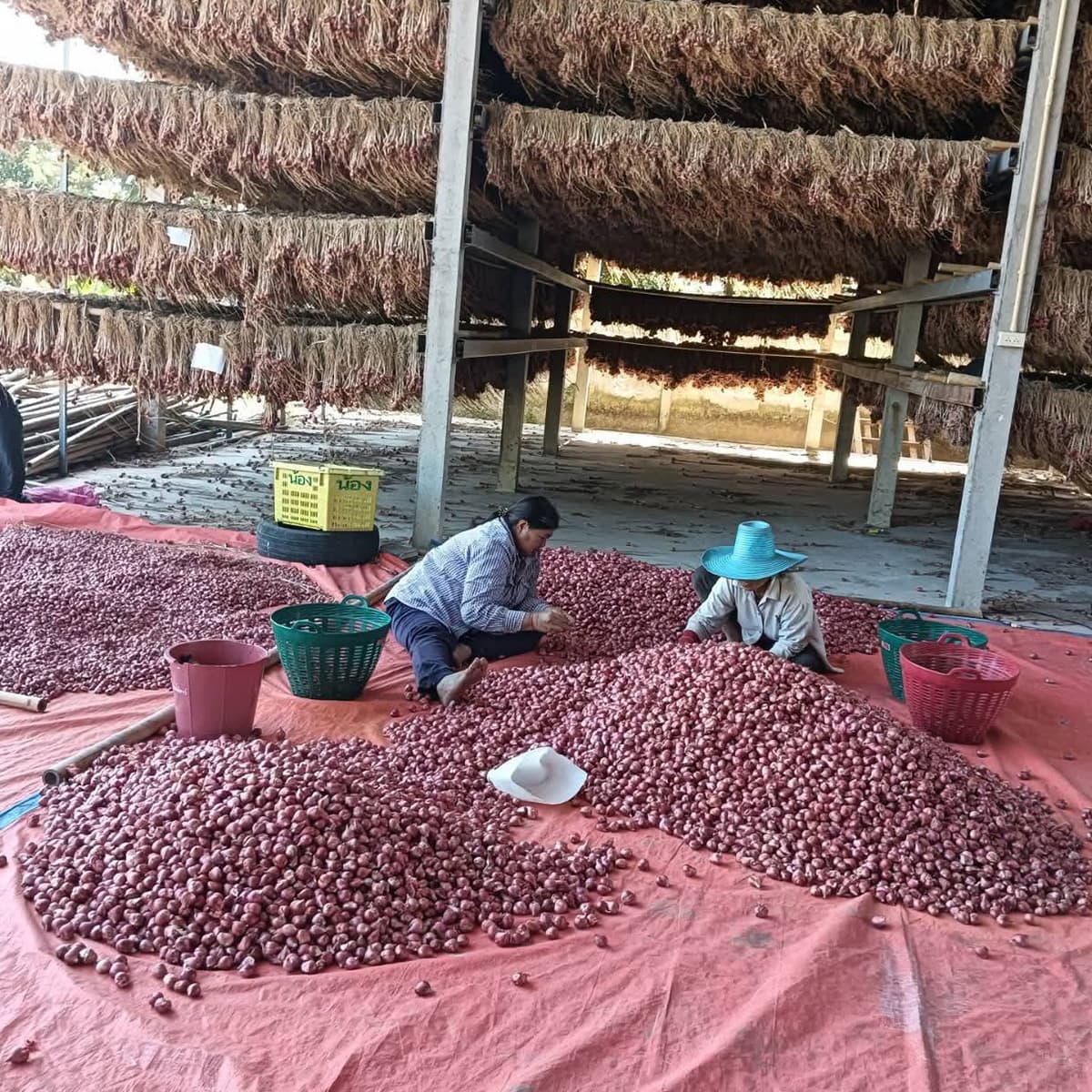 economic-business-thai-shallot-campaign-SPACEBAR-PhotoSQ01.jpg