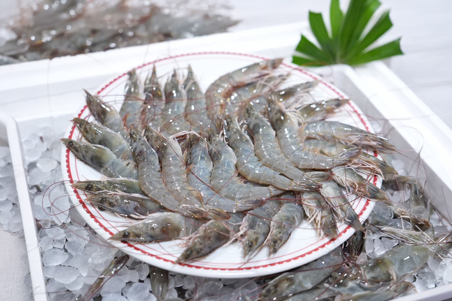 พาณิชย์เร่งอุ้มผู้เลี้ยงกุ้ง ปั้นแบรนด์ ‘กุ้งไทย’ สู่ตลาดโลก