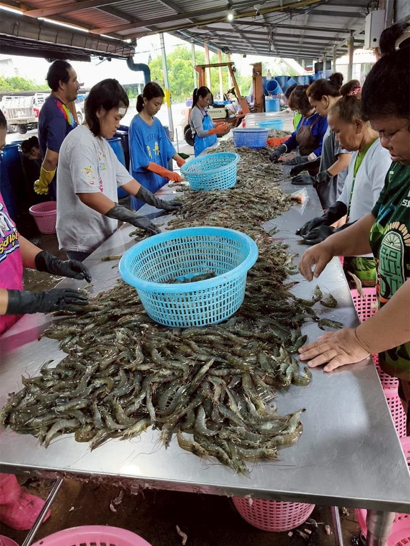 economic-business-thai-shrimp-SPACEBAR-Photo V01.jpg