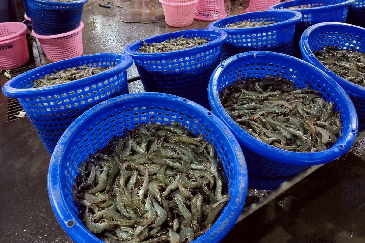 economic-business-thai-shrimp-SPACEBAR-Photo03.jpg