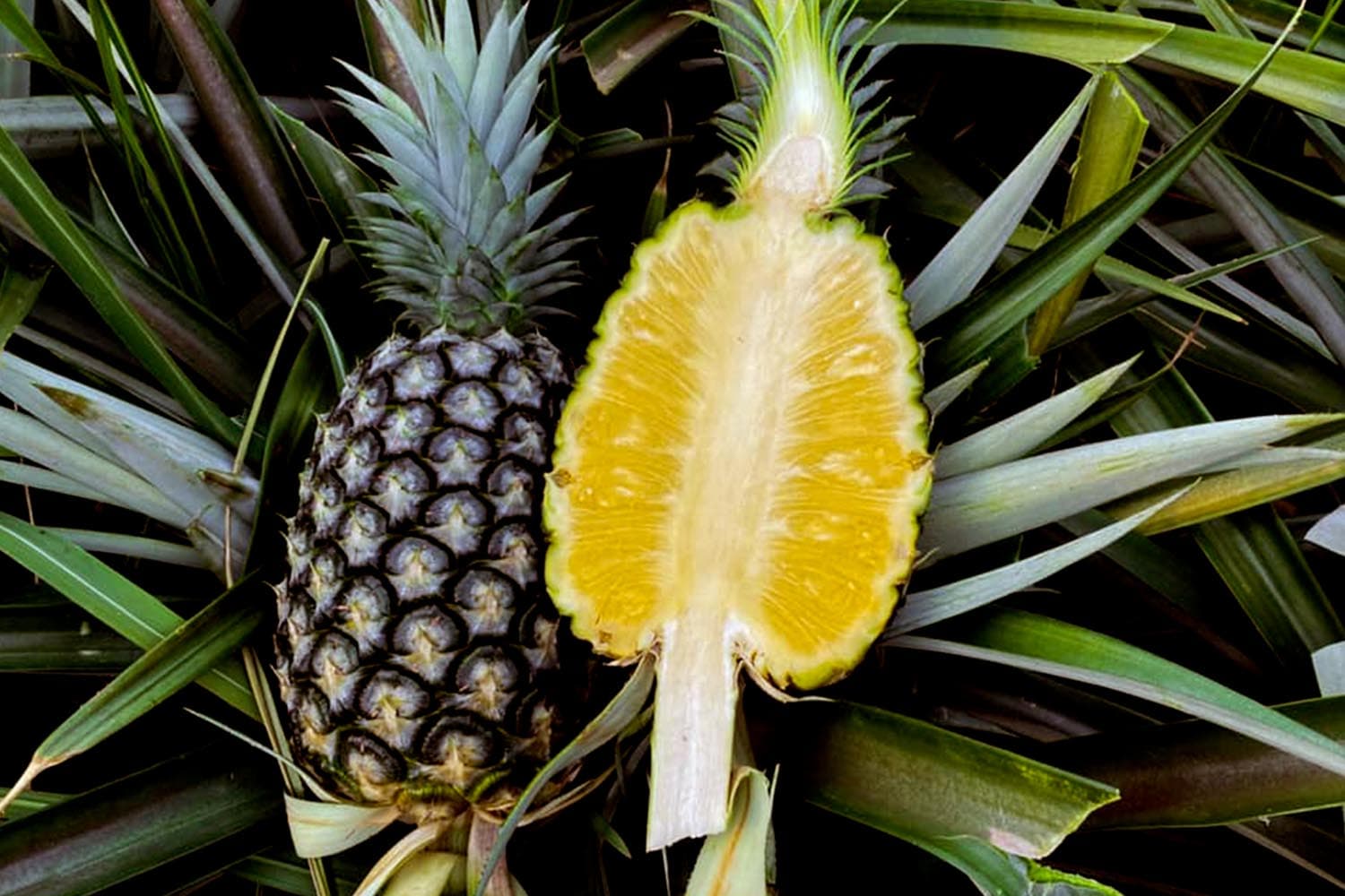 economic_business_japan_gi_huaimun_pineapple_SPACEBAR_Hero_6d3b2d68cc.jpg
