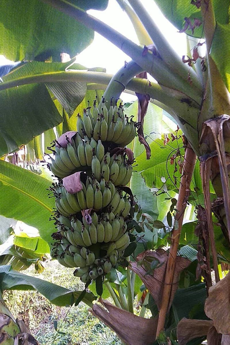 economic_business_processed_banana_SPACEBAR_Photo_V01_65e0a9fd55.jpg