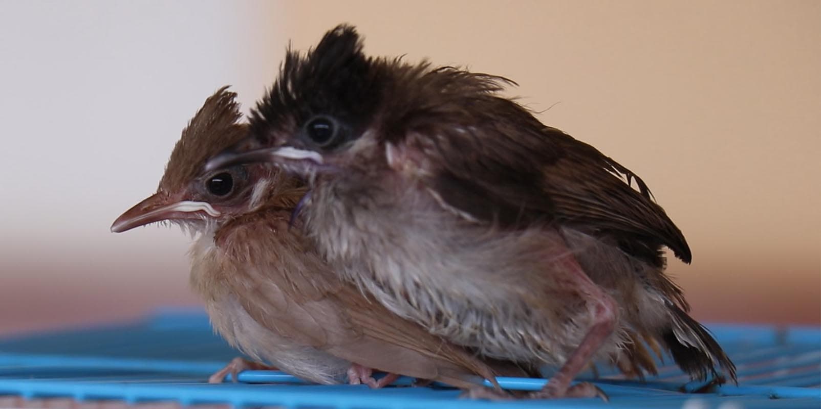 economic_business_softpower_crested_myna_SPACEBAR_Photo06_c5308a6adf.jpg