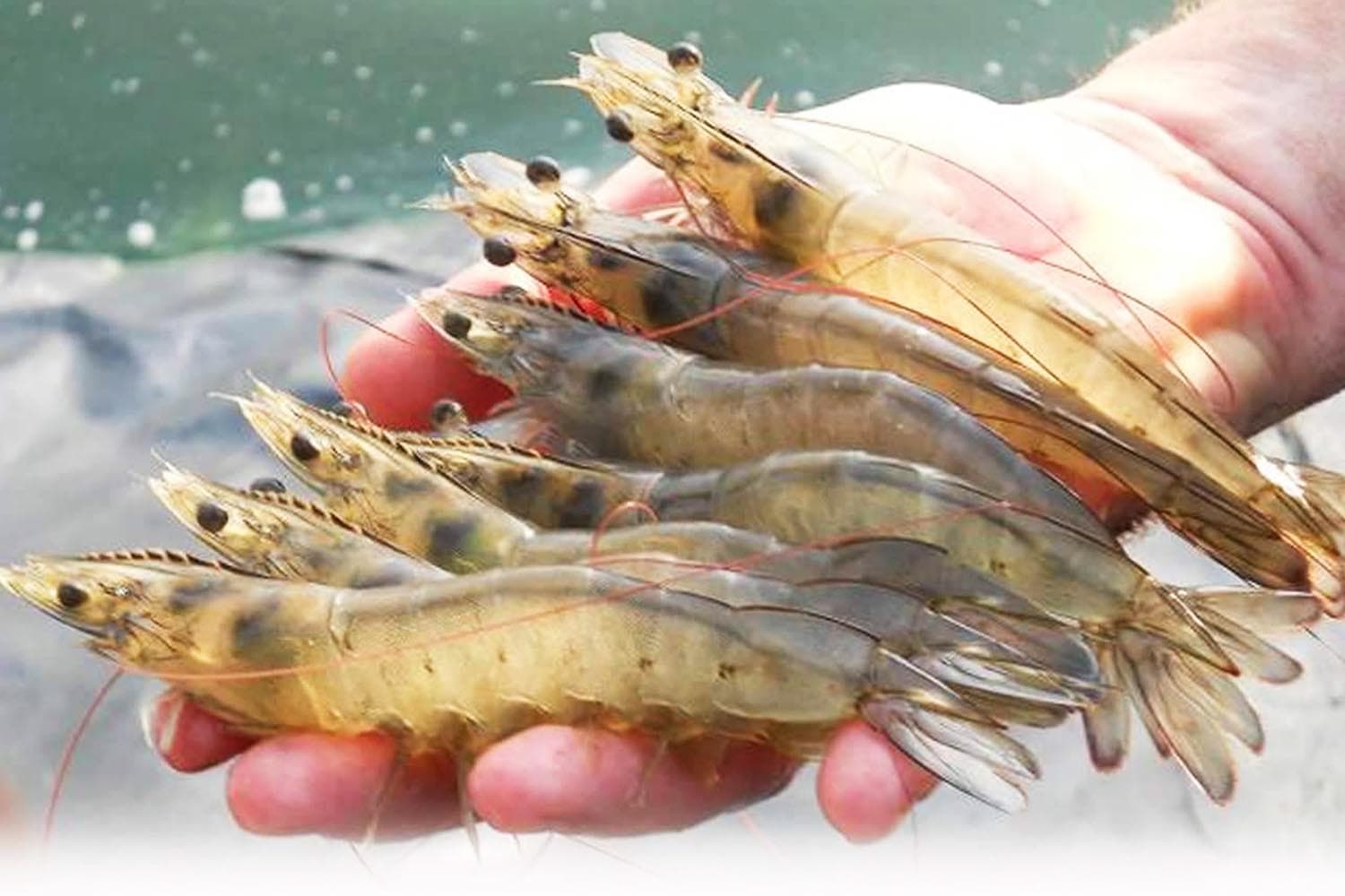 economic_business_thai_low_carbon_aquaculture_SPACEBAR_Hero_5ee294732c.jpg