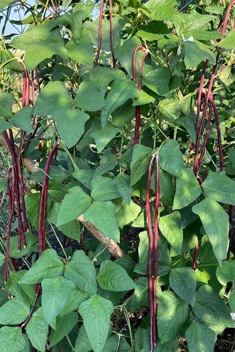 economic_yardlong_bean_antioxidant_anthocyanin_SPACEBAR_Photo_V01_462889c642.jpg