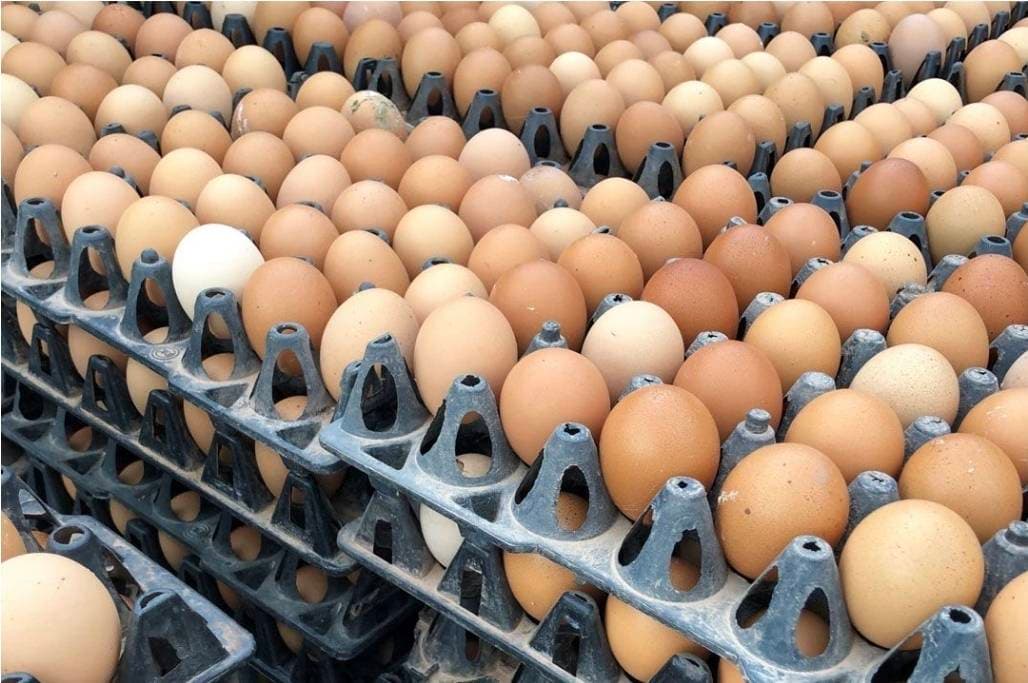 เบื้องหลังยุทธศาสตร์ อุตสาหกรรมไก่ไข่ไทย