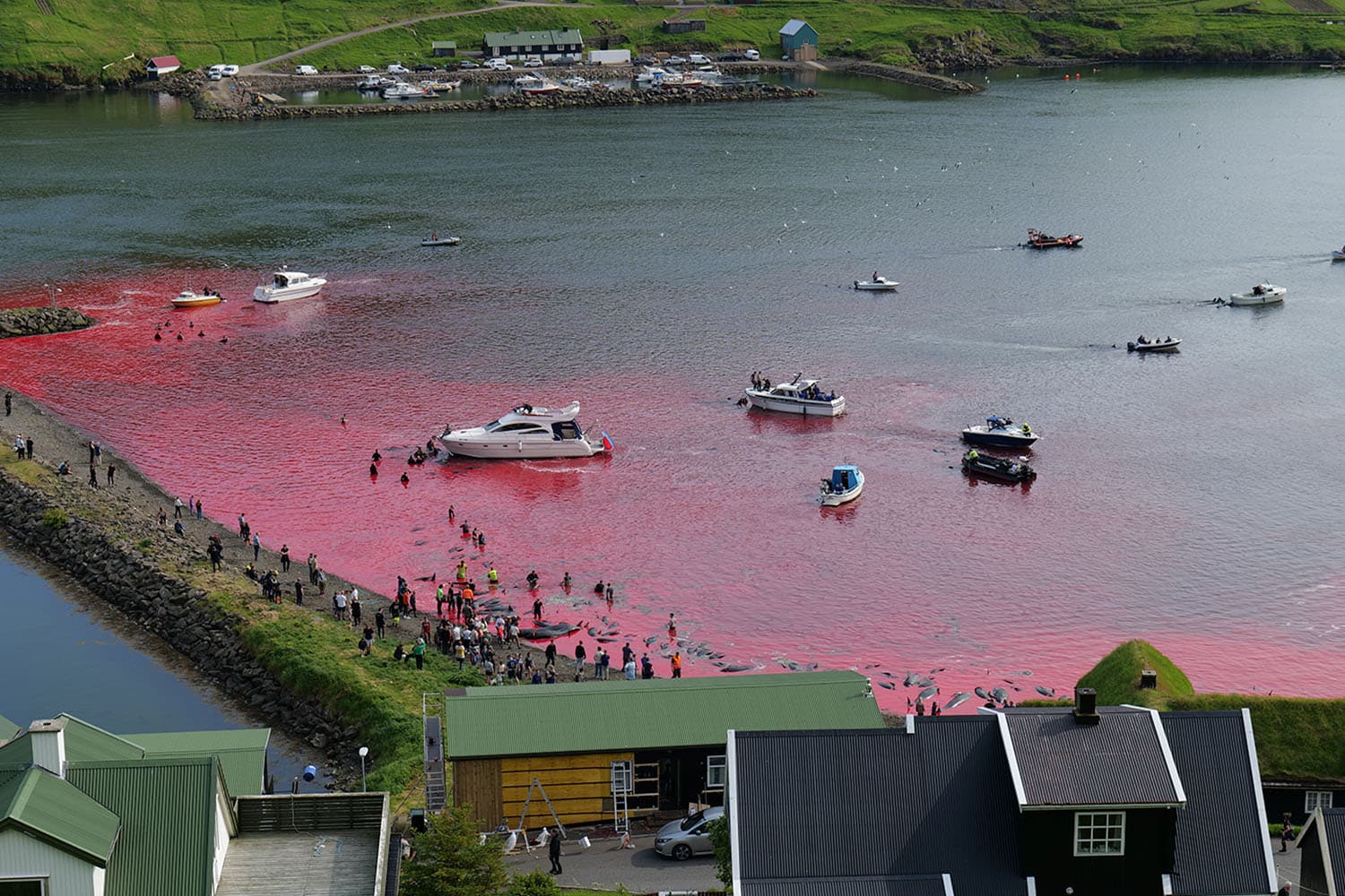 faroe_islands_blood_red_waters_surrounding_european_SPACEBAR_Hero_6ccba4d858.jpeg