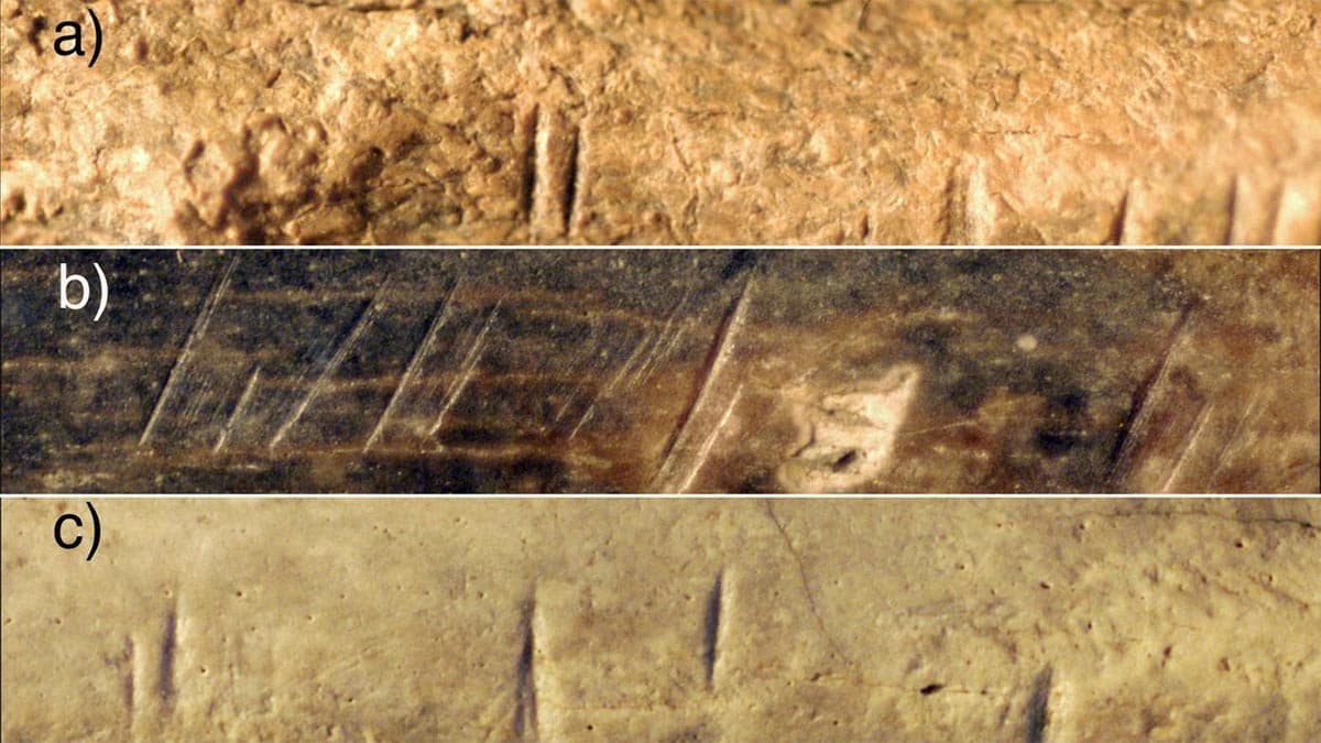 fossil_reveals_human_ancestors_butchered_SPACEBAR_Photo01_90312ca085.jpeg