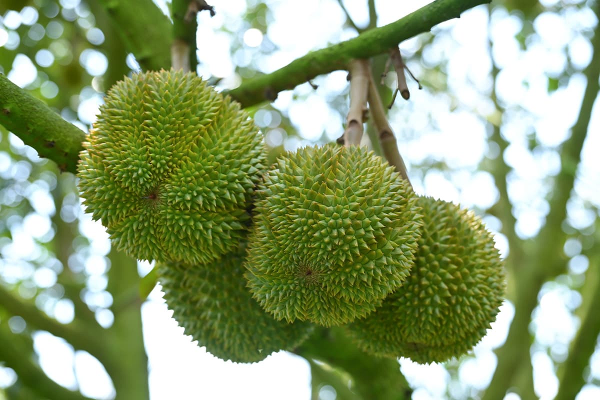 gi-durian-lover-SPACEBAR-Photo01-1.jpg