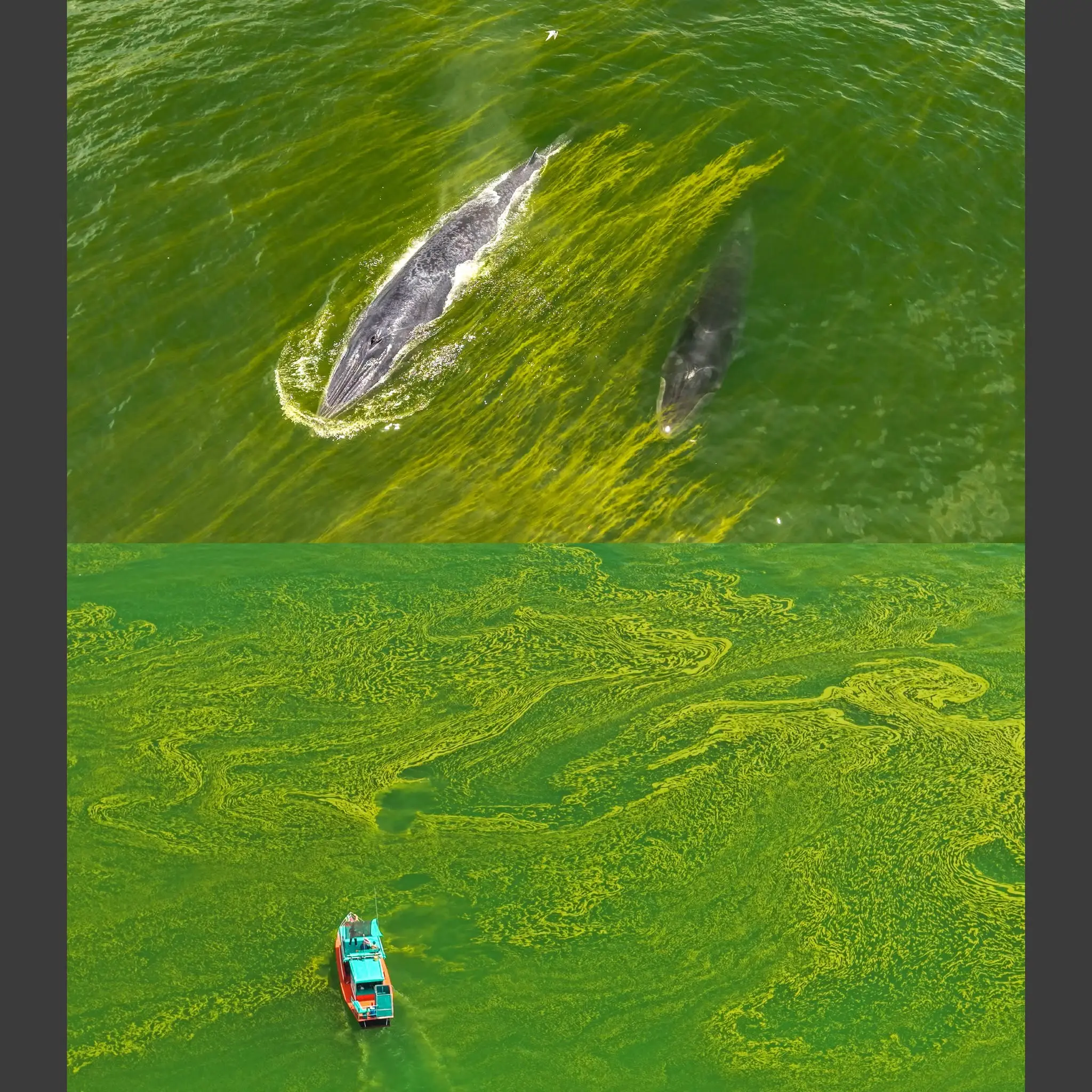 green-space-bangsaen-sea-color-change-plankton-bloom-5.jpeg