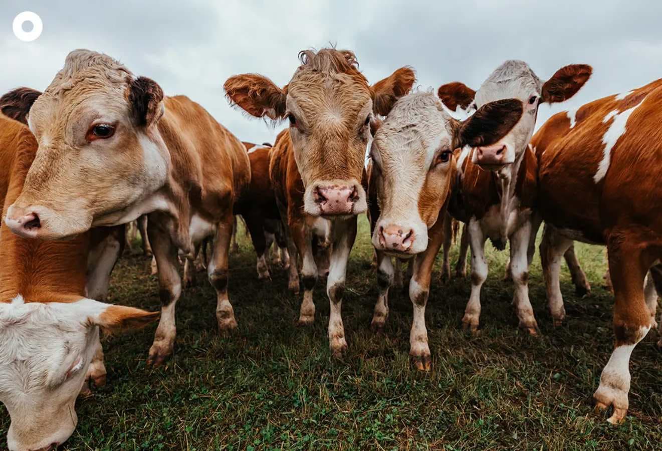 green-space-climate-change-dilutes-milk-protein-2.jpg