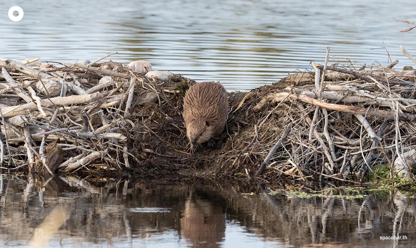 how_beaver_save_the_world_from_global_warming_SPACEBAR_Photo01_8d60830ef1.jpg