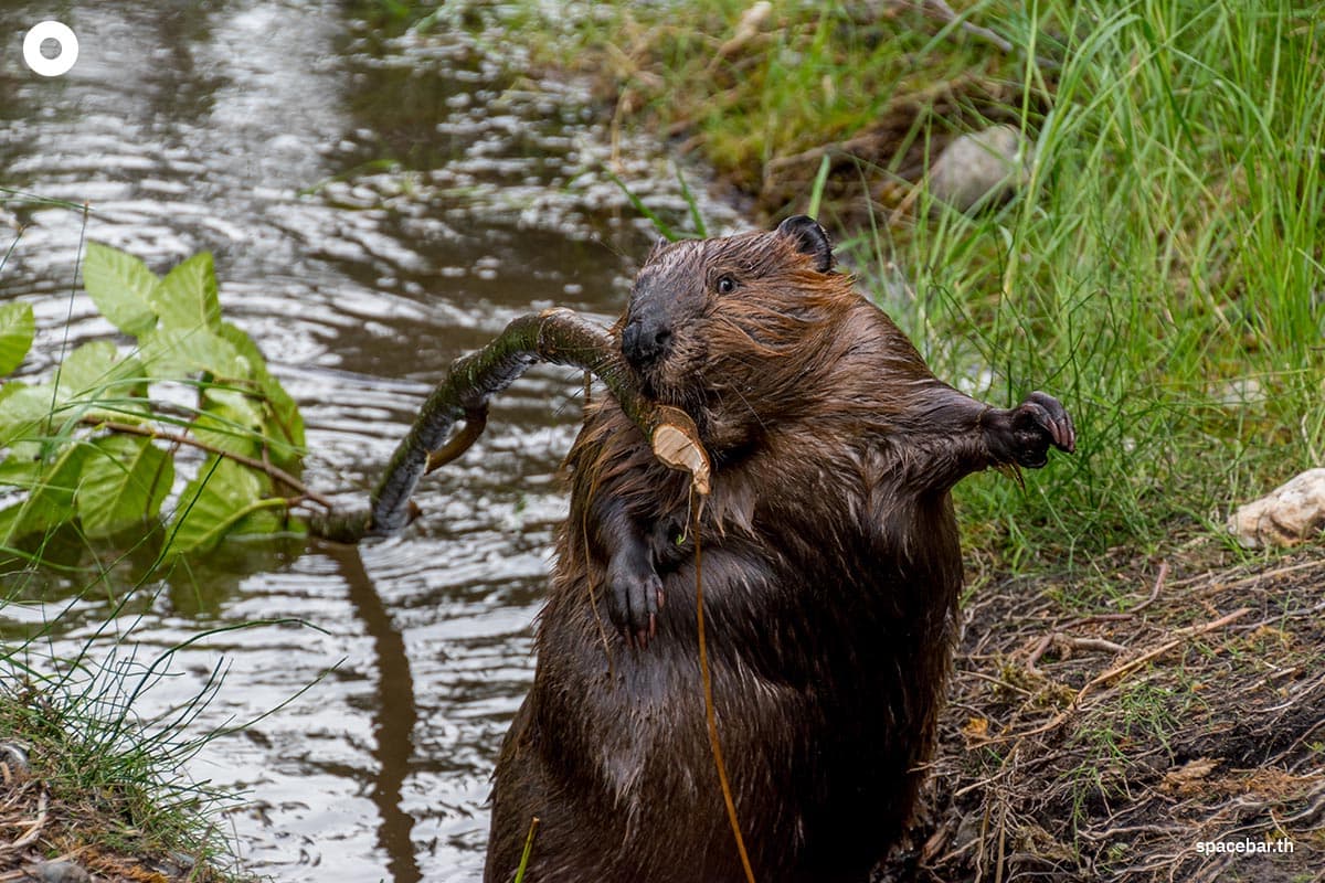 how_beaver_save_the_world_from_global_warming_SPACEBAR_Photo03_61a4cbcacc.jpg