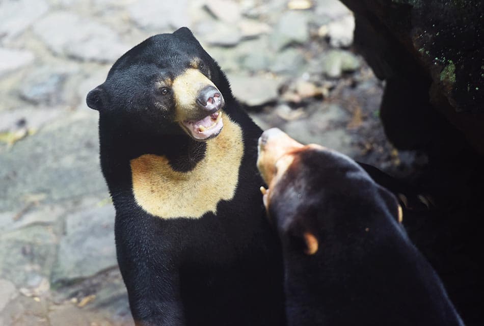 human_in_costume_bear_goes_viral_or_real_bear_SPACEBAR_Thumbnail_9dd0306476.jpeg
