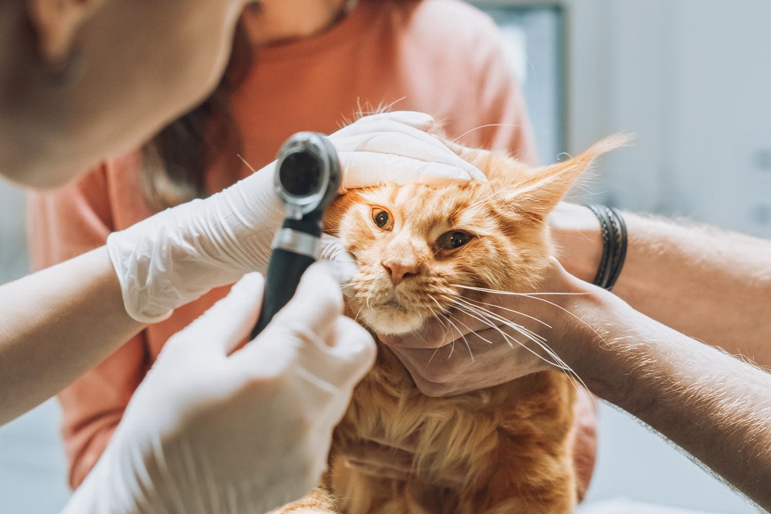 japans_beloved_cats_get_healthcare_help_from_ai_SPACEBAR_Hero_7bbe6effc8.jpg