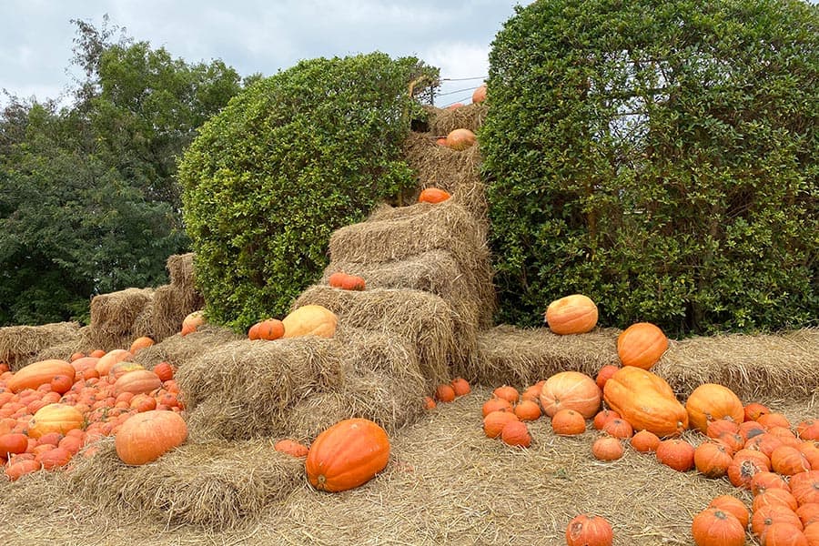jim_thompson_farm_reopen_SPACEBAR_Photo03_fa45a9108e.jpeg