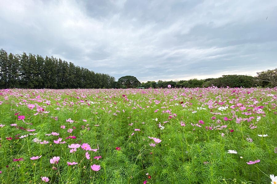 jim_thompson_farm_reopen_SPACEBAR_Photo05_163db72c72.jpeg