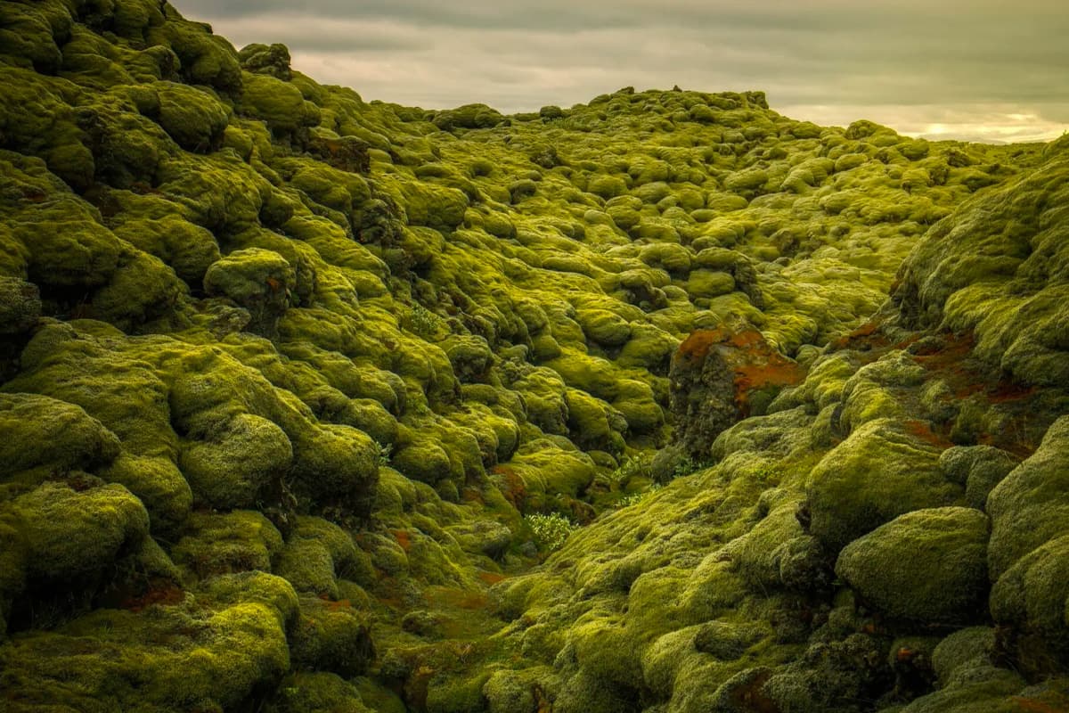 lava_fields_SPACEBAR_Photo05_841f54bc38.jpg