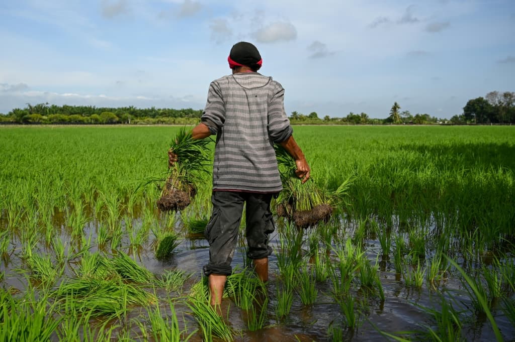 A farmer carries rice seedlings to plant in a paddy in Sekinchan, Malaysia's Selangor state