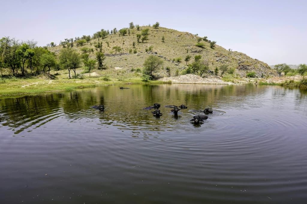The Aravallis' degradation will affect all of northern India, experts say