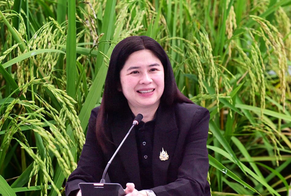 ข้าวไทยทะลุเป้า ส่งออกพุ่ง 79 ล้านตัน ลุยต่อปี 69
