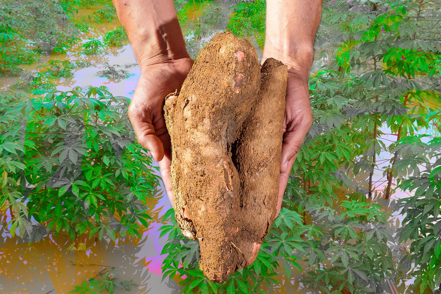 moc_assistance_farmer_cassava_flooded_SPACEBAR_Hero_9c48c85639.jpg