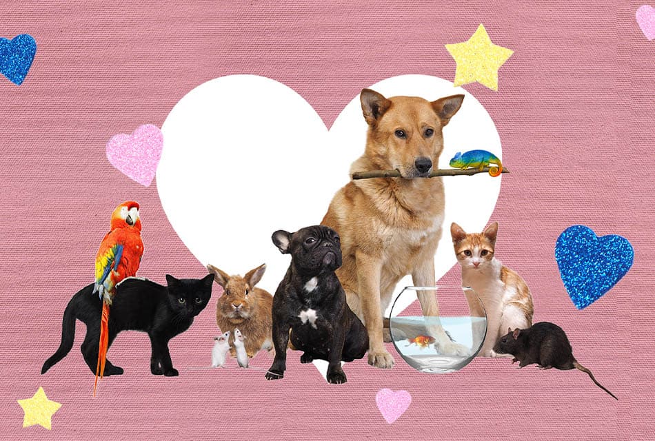 mood_boosting_power_of_pet_SPACEBAR_Thumbnail_a9dc3b0d65.jpeg