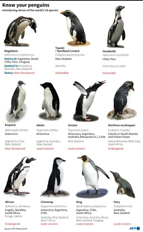 penguins-advance-breeding-season-antarctica-warming-1.jpeg
