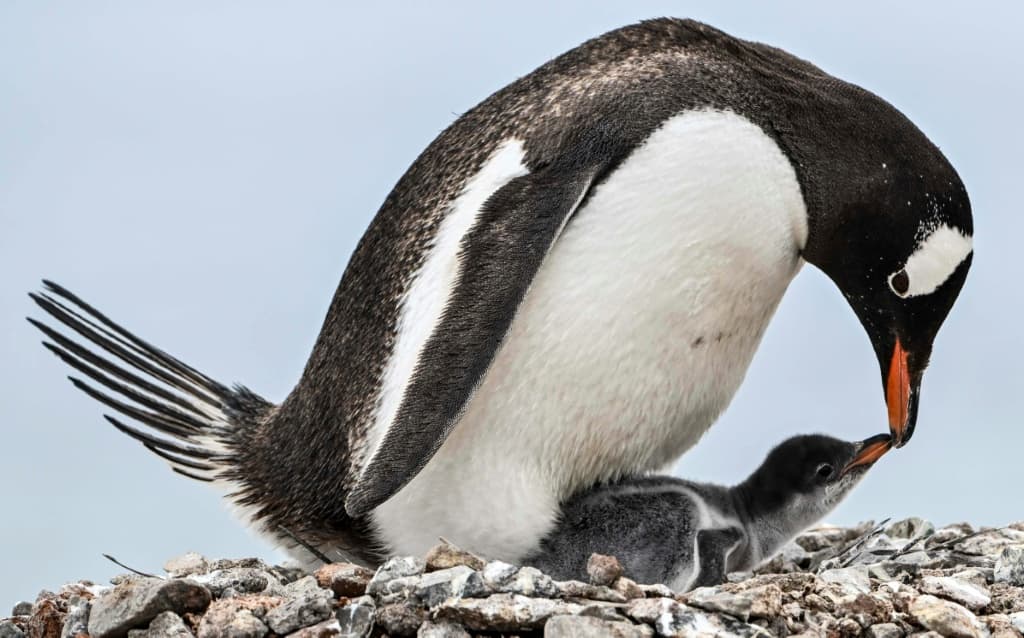 Gentoo penguins demonstrated the greatest change with the timing of their breeding season brought forward 13 days over the decade -- and up to 24 days in some colonies