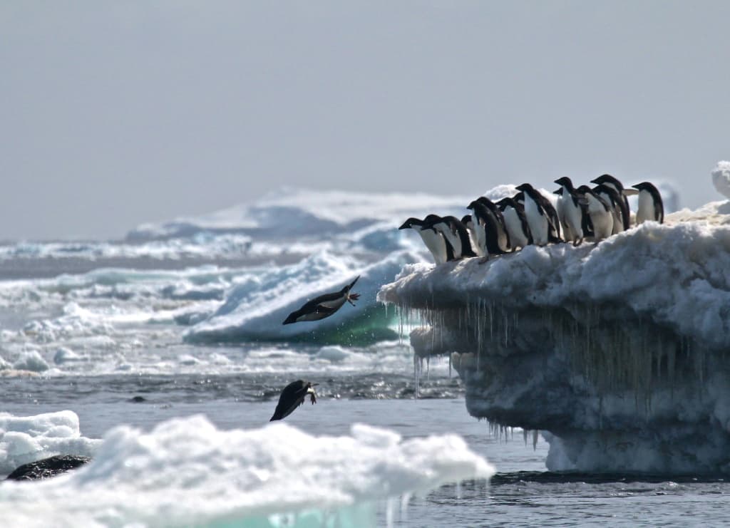 penguins-advance-breeding-season-antarctica-warming-4.jpeg